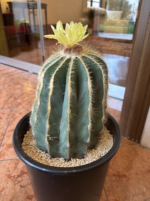 フィオーレの森に咲く花々