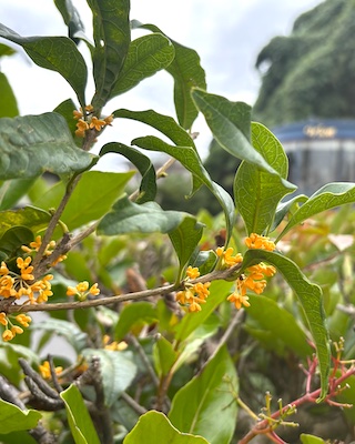 フィオーレの森に咲く花々