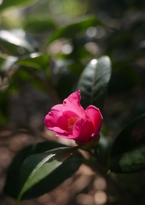 フィオーレの森に咲く花々