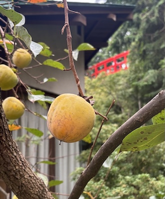 フィオーレの森に咲く花々