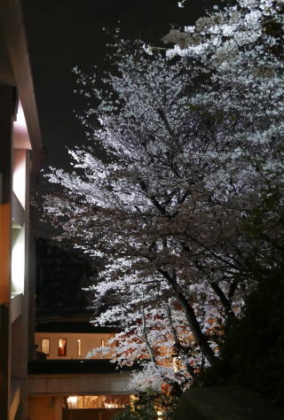 満開の桜